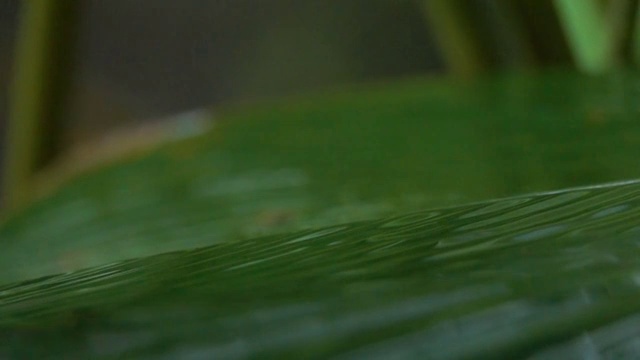 宏观图:夏季阵雨期间，雨滴在植物叶子上飞溅的细节视频素材