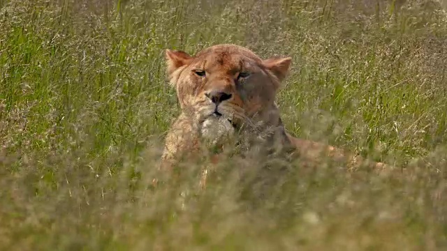 狮子在摇曳的长草中转身视频素材