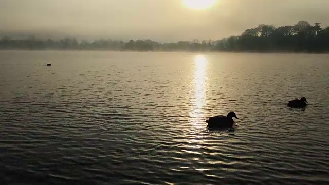 雾气蒙蒙的秋日清晨，湖面上有鸭子和水鸟视频素材