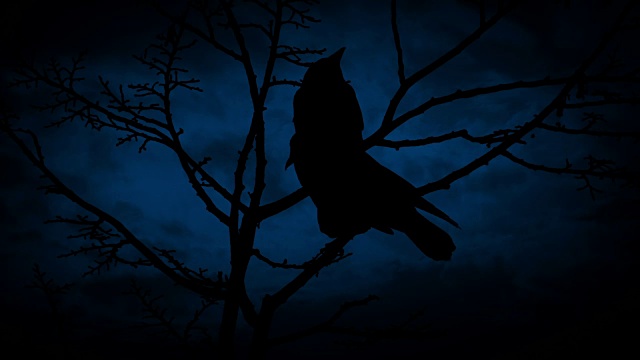 树枝上的鸟儿在晚上飞走视频素材