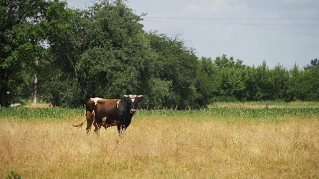 美丽的奶牛在村庄附近的草地上吃草。慢动作视频素材