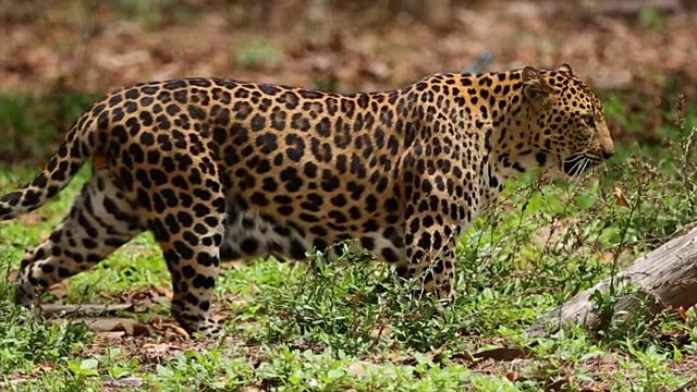 豹子是优雅而有力的大型猫科动物。视频下载
