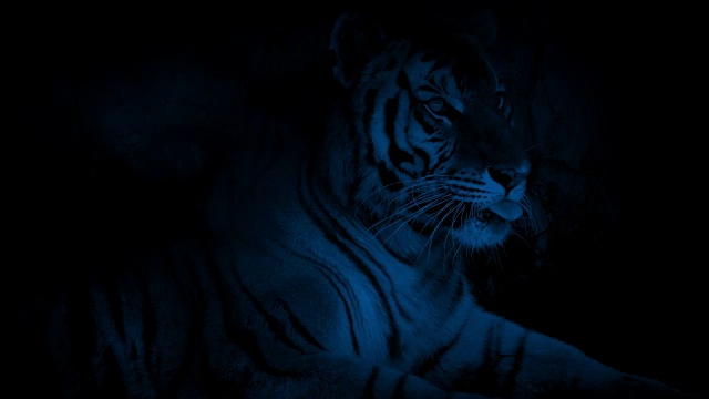 老虎晚上在洞穴里休息视频下载