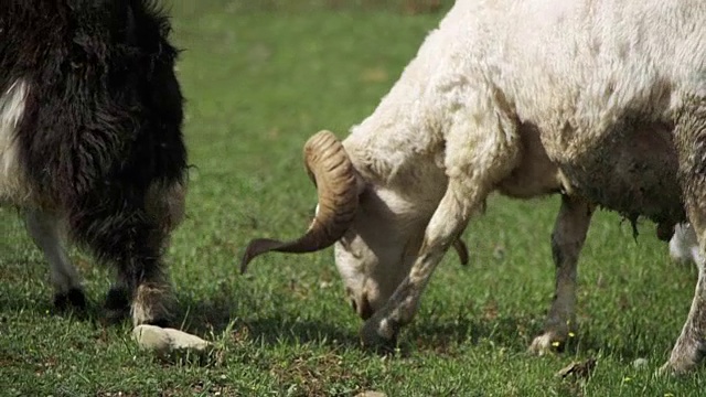 一群羊在草地上吃草。动物在田野上行走。慢动作视频下载