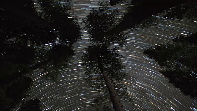 树梢上方的夜空视频素材