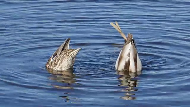 野鸭嬉水的鸭子视频下载
