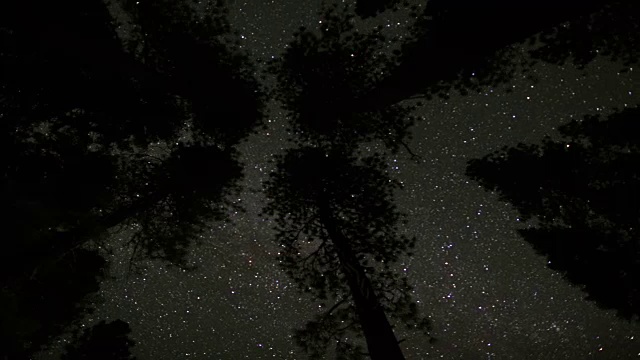树梢上方的夜空视频素材