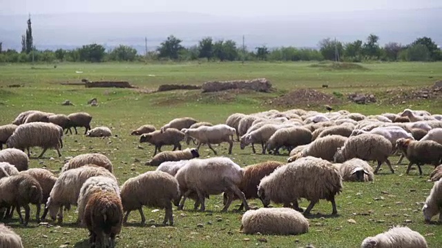 一群羊在田野里吃草。慢动作视频下载