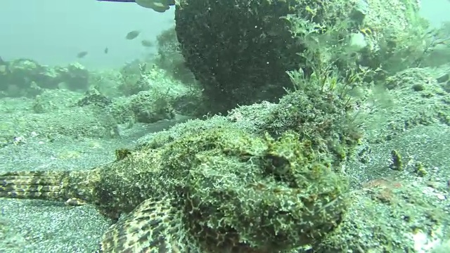 在佛得角海岸附近的珊瑚礁石鱼的特写镜头视频素材