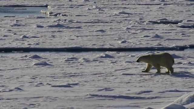 在北极行走的北极熊。视频素材