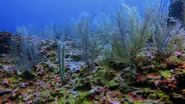 在加勒比海美丽的珊瑚礁上潜水-伯利兹堡礁/龙涎香礁视频素材