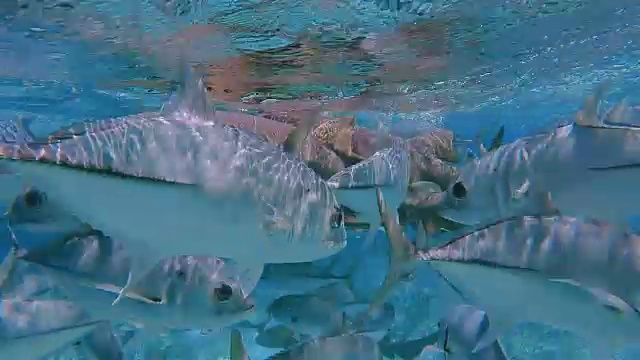 在加勒比海的鲨鱼巷海洋保护区，与喂养的护士鲨和马眼杰克鱼进行潜水旅行-伯利兹堡礁/龙涎香礁视频素材