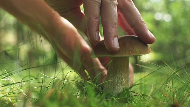 阳光森林里的野生蘑菇视频素材