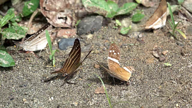 Cuyabeno河上的蝴蝶视频下载