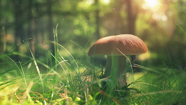 阳光森林里的野生蘑菇视频下载