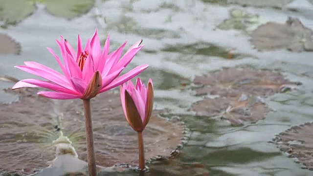 池塘里盛开的粉红色睡莲视频素材