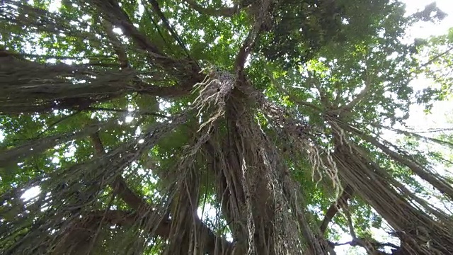 阳光透过丛林中一棵古老的榕树的树冠照射视频下载