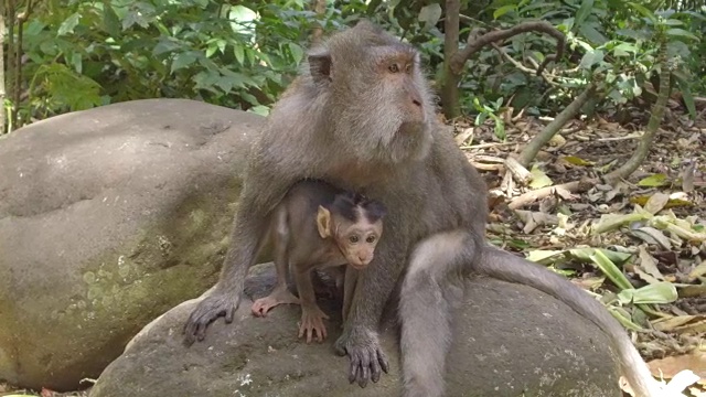 靠近:可爱的婴儿和他的母亲在猴森林乌布，印度尼西亚巴厘岛视频素材