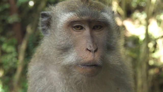模糊-聚焦近距离的肖像巴厘猴称为猕猴或猕猴视频素材
