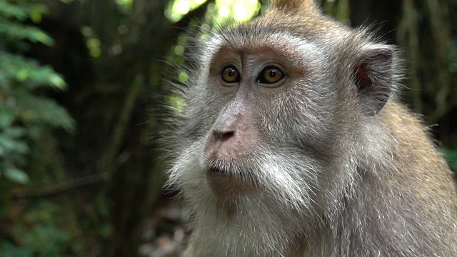 模糊-聚焦近:巴厘猕猴的肖像在自然界视频素材