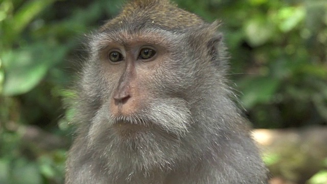 特写:可爱的灰色多毛野生猴子的肖像在荒野，乌布，巴厘岛视频素材