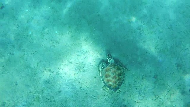 水下海龟视频素材