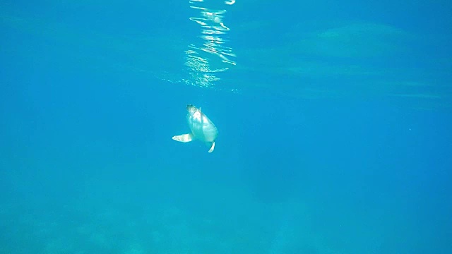 水下海龟视频素材