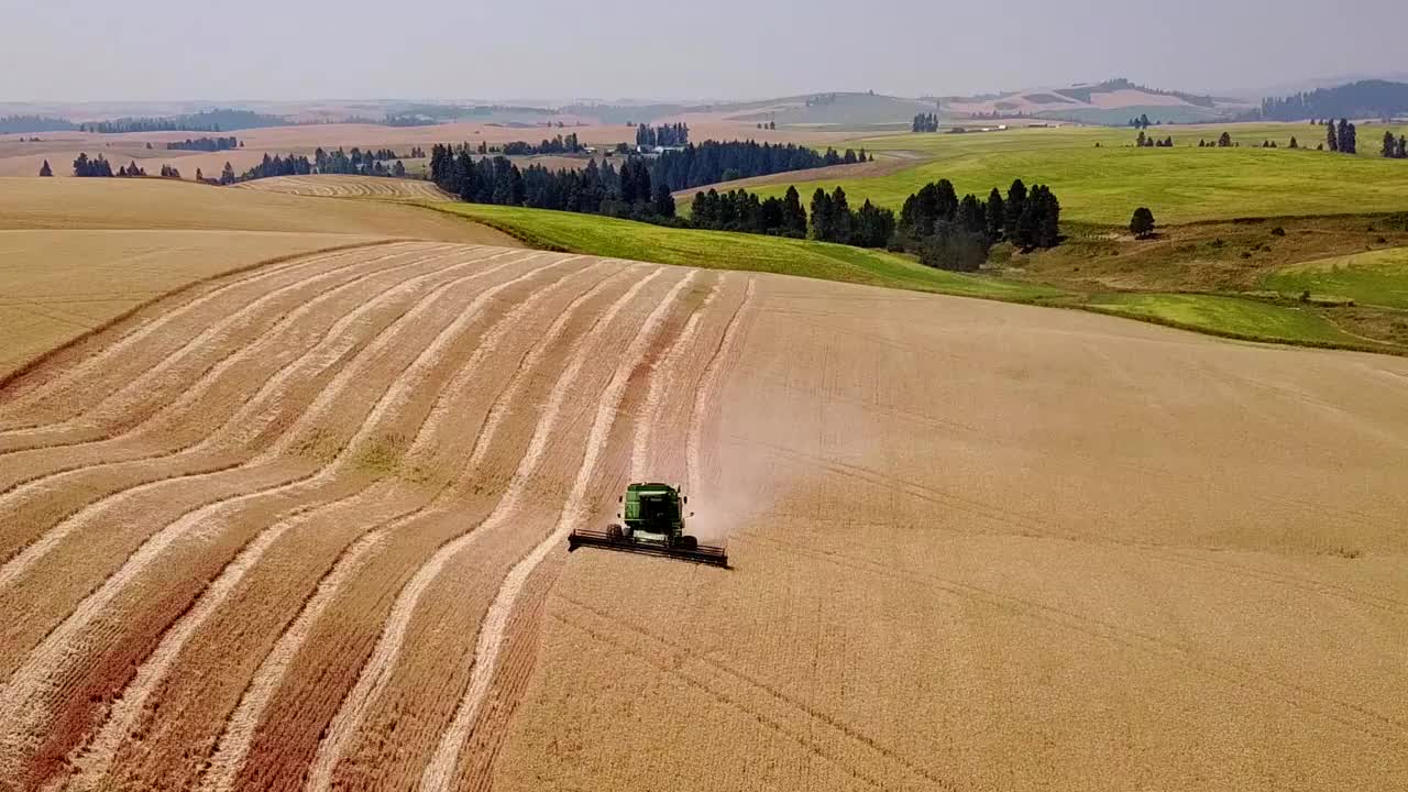 爱达荷州中北部的小麦收获季节视频下载