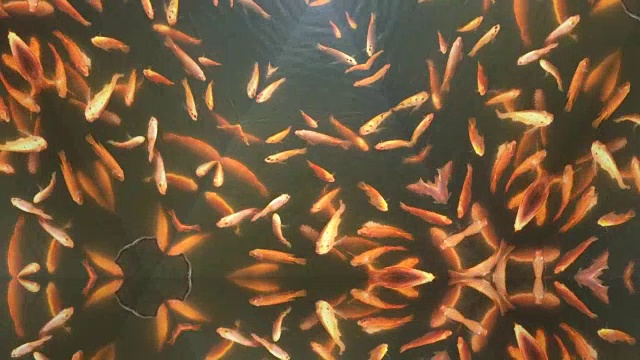 千变万化的抽象图案背景鱼在水中游泳视频下载