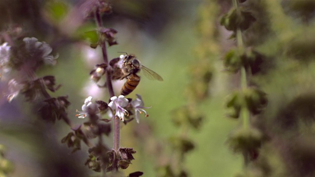 蜜蜂Polinating视频下载