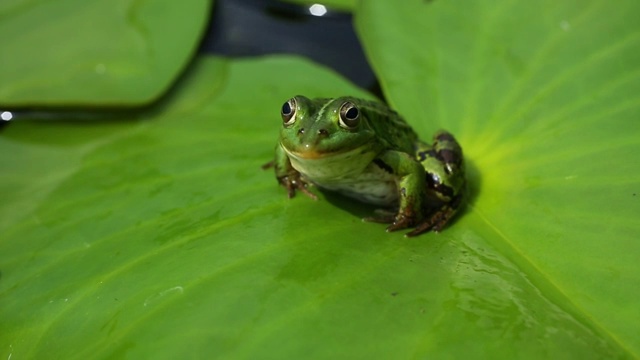青蛙坐在睡莲或荷花的绿叶上视频素材