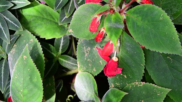 热带花朵的特写。美丽的热带背景。红色和绿色的背景。视频素材