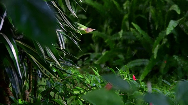 热带花朵的特写。美丽的热带背景。红色和绿色的背景。热带的背景。FullHD视频素材