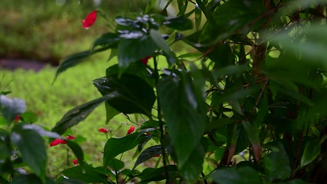 热带花朵的特写。美丽的热带背景。红色和绿色的背景。热带的背景。低的自由度。FullHD。视频素材