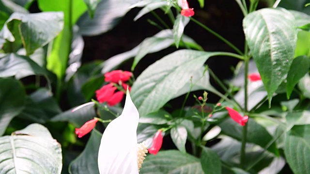 苗圃中的红掌花。植物园白掌花:天南星科红掌。热带植物。花园中生长的一丛白色红掌花视频素材