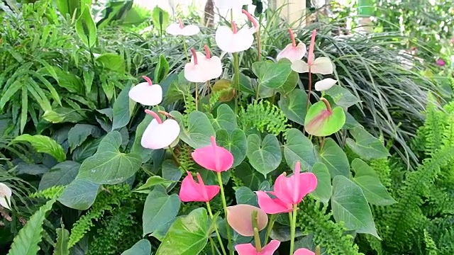 花烛属植物植物。天南星科红掌植物园红掌花、白掌花。绿色，红色和白色的背景。热带植物。一丛生长在花园里的红掌花。视频素材