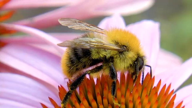 大黄蜂授粉的花视频素材