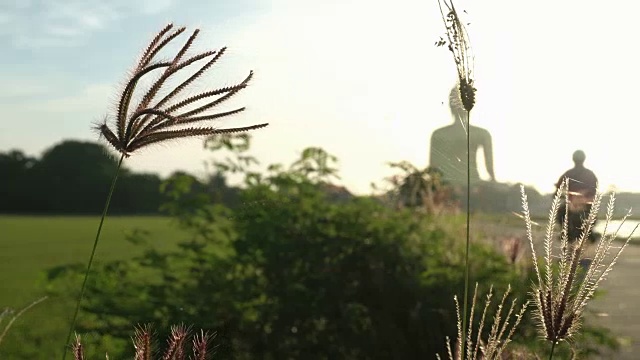 用推车拍摄绿色稻田景观的清晨日出视频素材