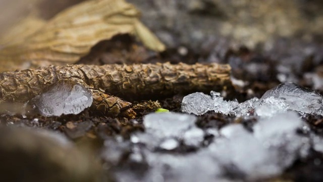 季节变化时光流逝雪变成种子生长新生命视频素材