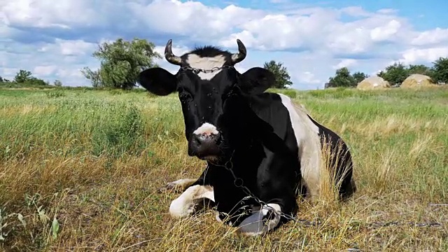 牛躺在草地上嚼草。慢动作视频下载