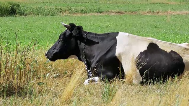牛躺在草地上嚼草视频下载