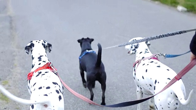 牵着狗绳遛三条狗视频下载
