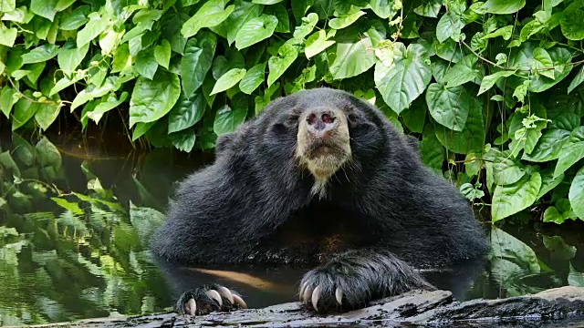 亚洲黑熊抓头和放松在池塘。视频素材