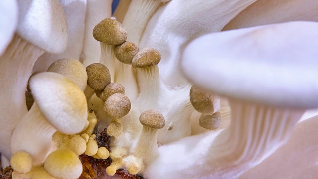 平菇，随时间流逝而生长的平菇视频素材