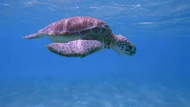 与绿海龟浮潜在加勒比海附近的阿库马尔湾-玛雅里维埃拉/科苏梅尔，金塔纳罗奥，墨西哥视频下载