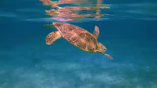 加勒比海阿库马尔湾的绿海龟-里维埃拉玛雅/科苏梅尔，金塔纳罗奥，墨西哥视频素材