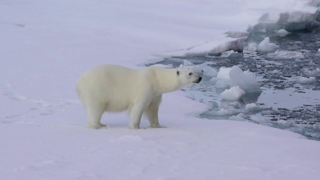 北极熊在冰上行走。视频素材