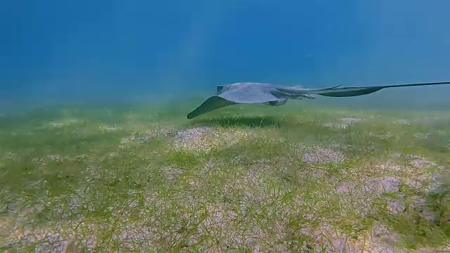 南黄貂鱼(美洲黄貂鱼)在加勒比海草床-阿库马尔湾-里维埃拉玛雅/科苏梅尔，金塔纳罗奥，墨西哥视频下载