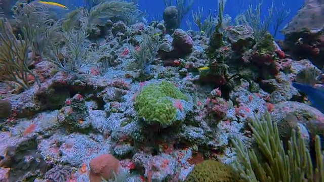 在加勒比海靠近阿库马尔湾的玛雅大堡礁潜水-里维埃拉玛雅/科苏梅尔，金塔纳罗奥，墨西哥视频素材