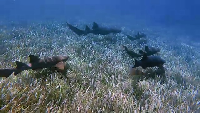 加勒比海鲨鱼巷海洋保护区的护士鲨-伯利兹堡礁/龙涎香礁视频素材